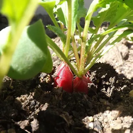 Casa Murina Demeure Ecolabel Europeen Hotell Porto Pollo