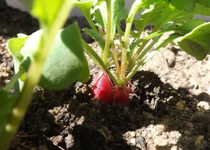 Casa Murina Demeure Ecolabel Europeen فندق بورتو بولو